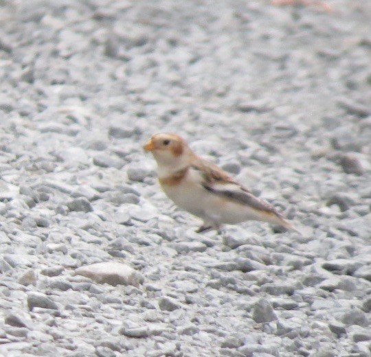 Snow Bunting - Deborah Grove