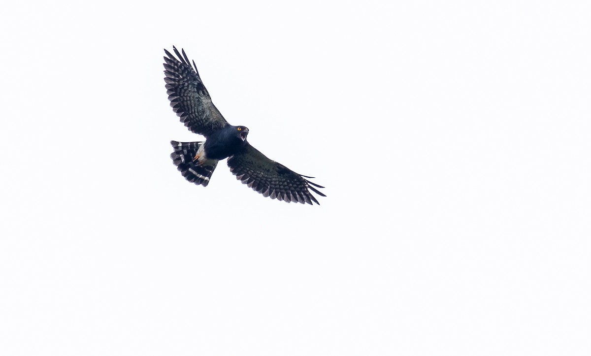 White-rumped Hawk - ML187521871