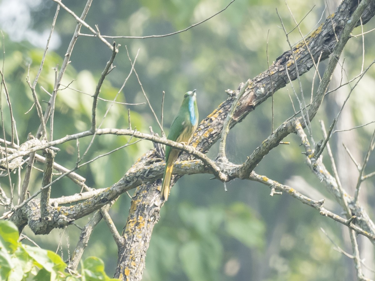 Blue-bearded Bee-eater - ML187521971