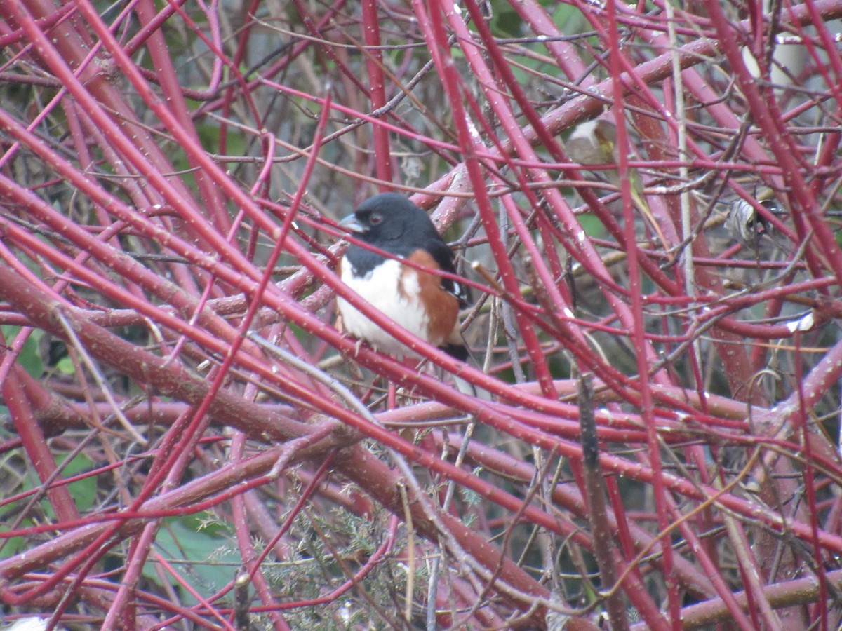 Eastern Towhee - ML187526061