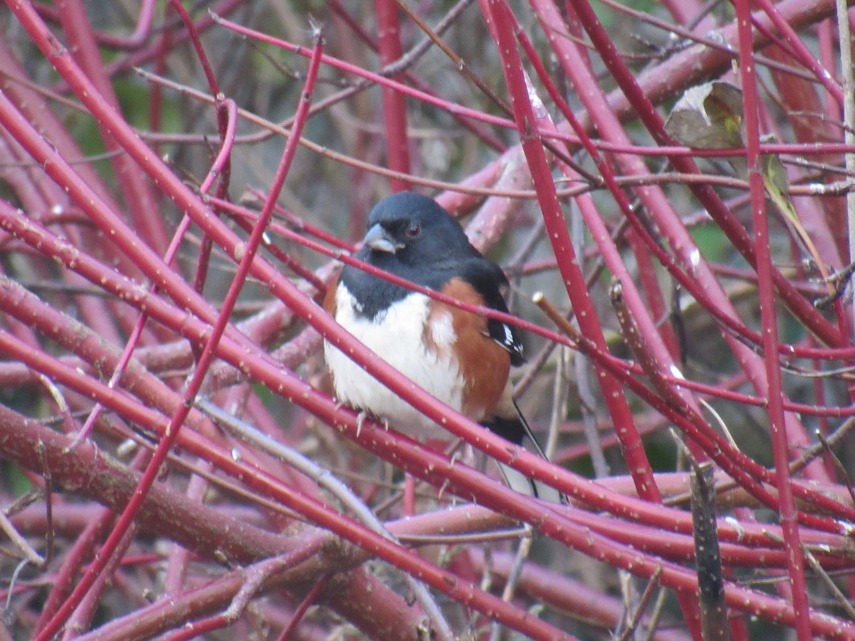 Eastern Towhee - ML187526091
