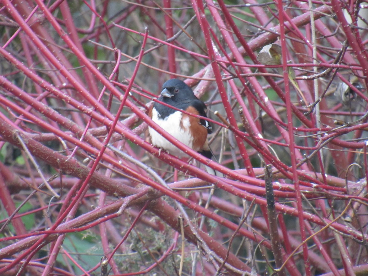 Eastern Towhee - ML187526111