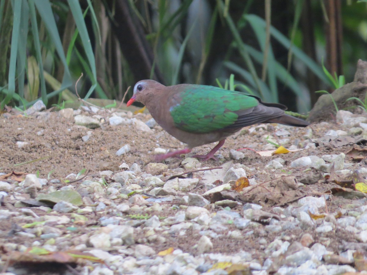 Asian Emerald Dove - Kevin Hannah