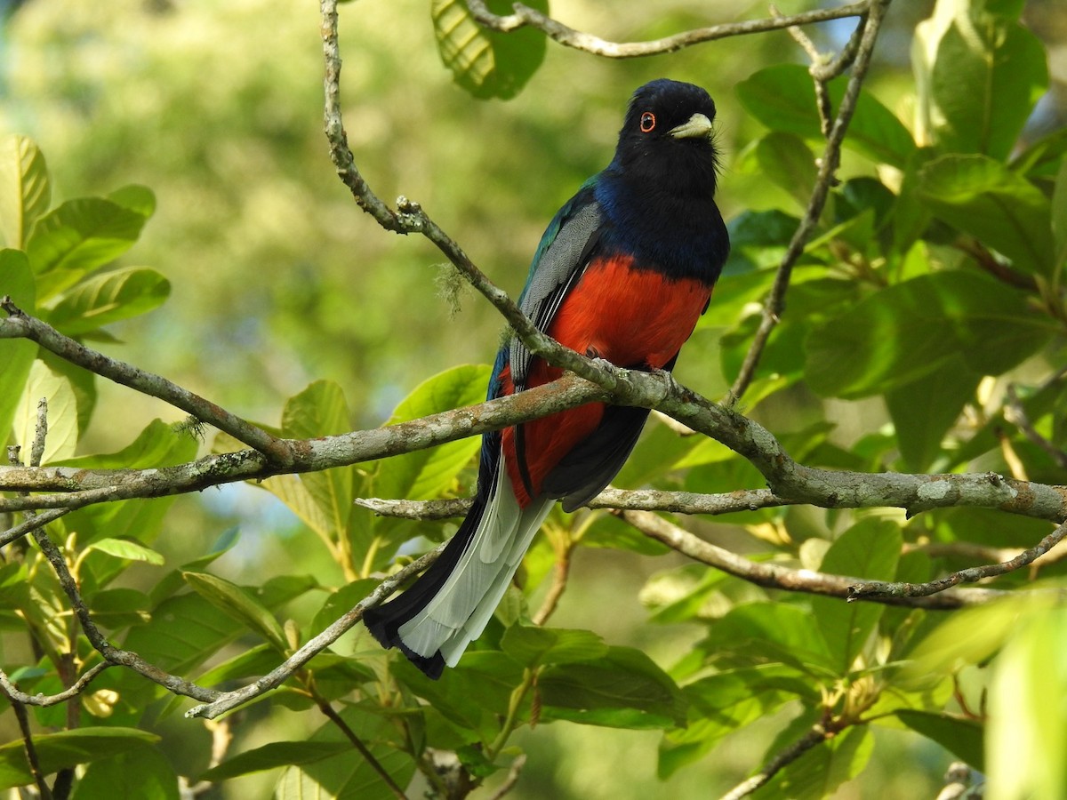 Surucua Trogon - ML187529351