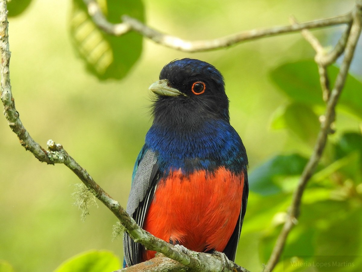 Surucua Trogon - ML187529361