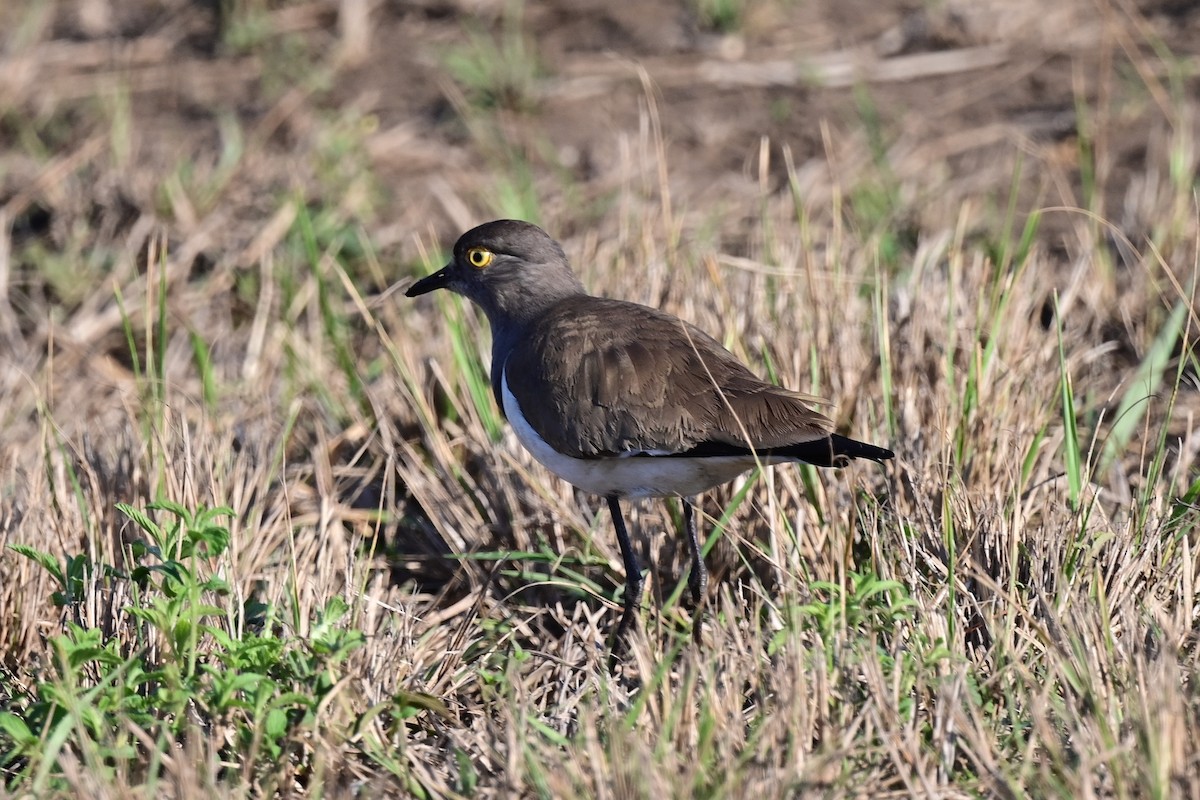 Senegal Lapwing - Michael Hyman