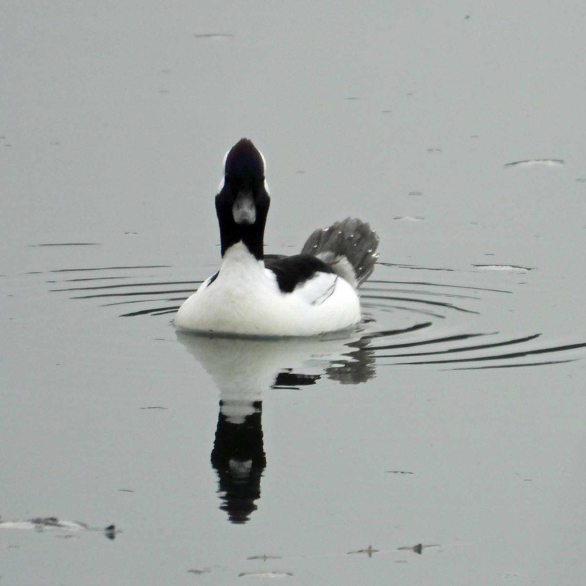 Bufflehead - Peter Jungblut