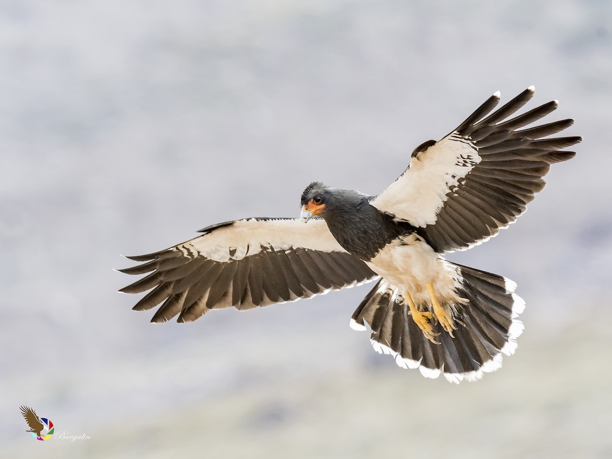 Mountain Caracara - ML187531371