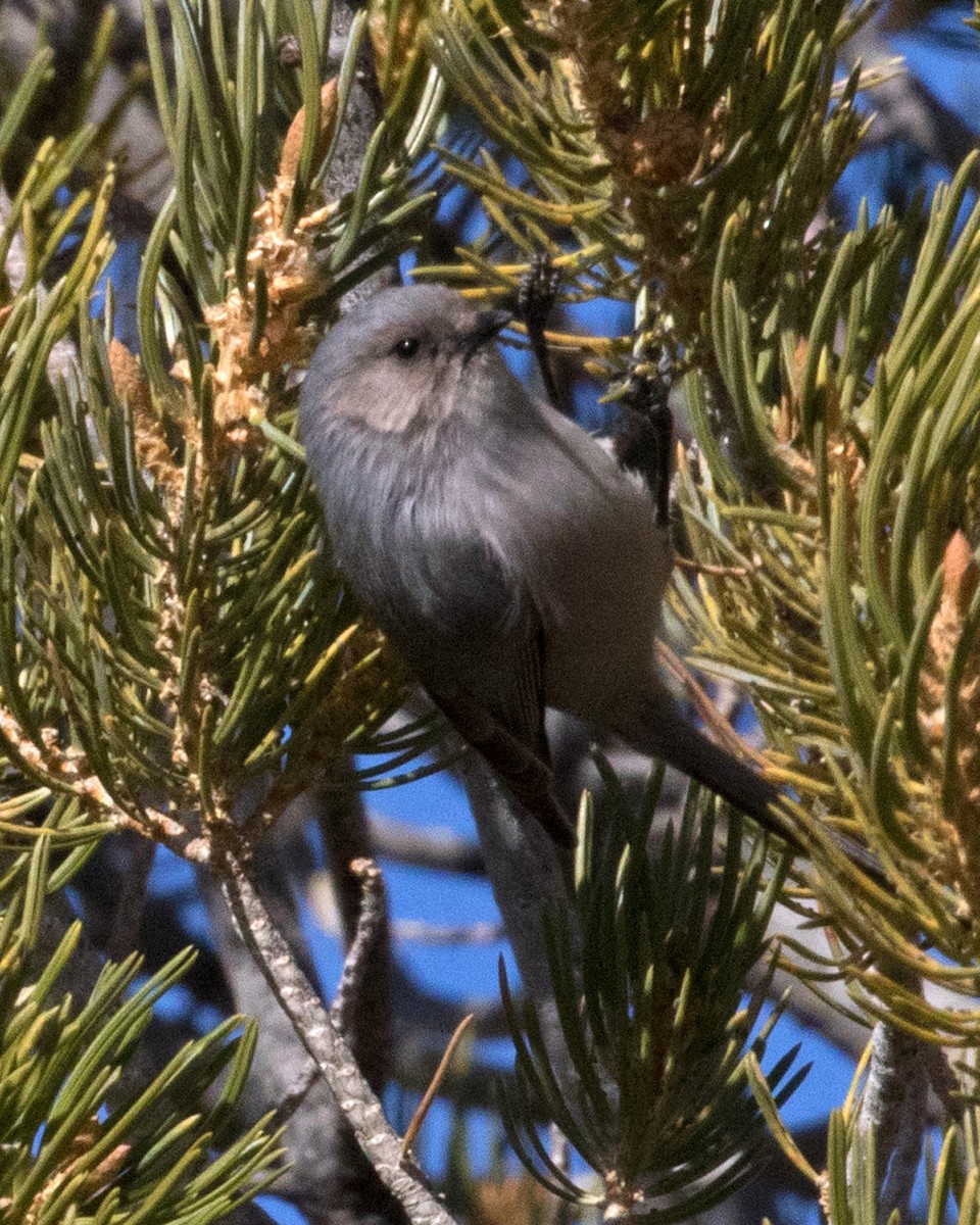 Bushtit - ML187532421