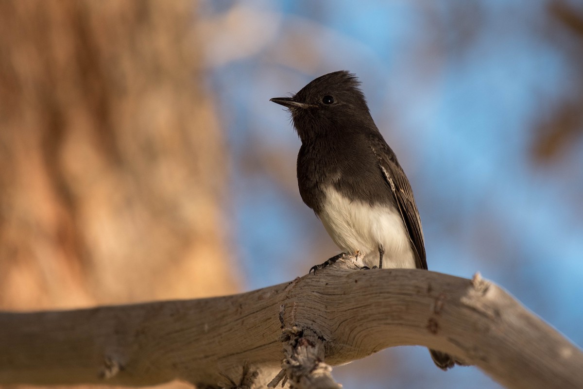 Black Phoebe - ML187533281