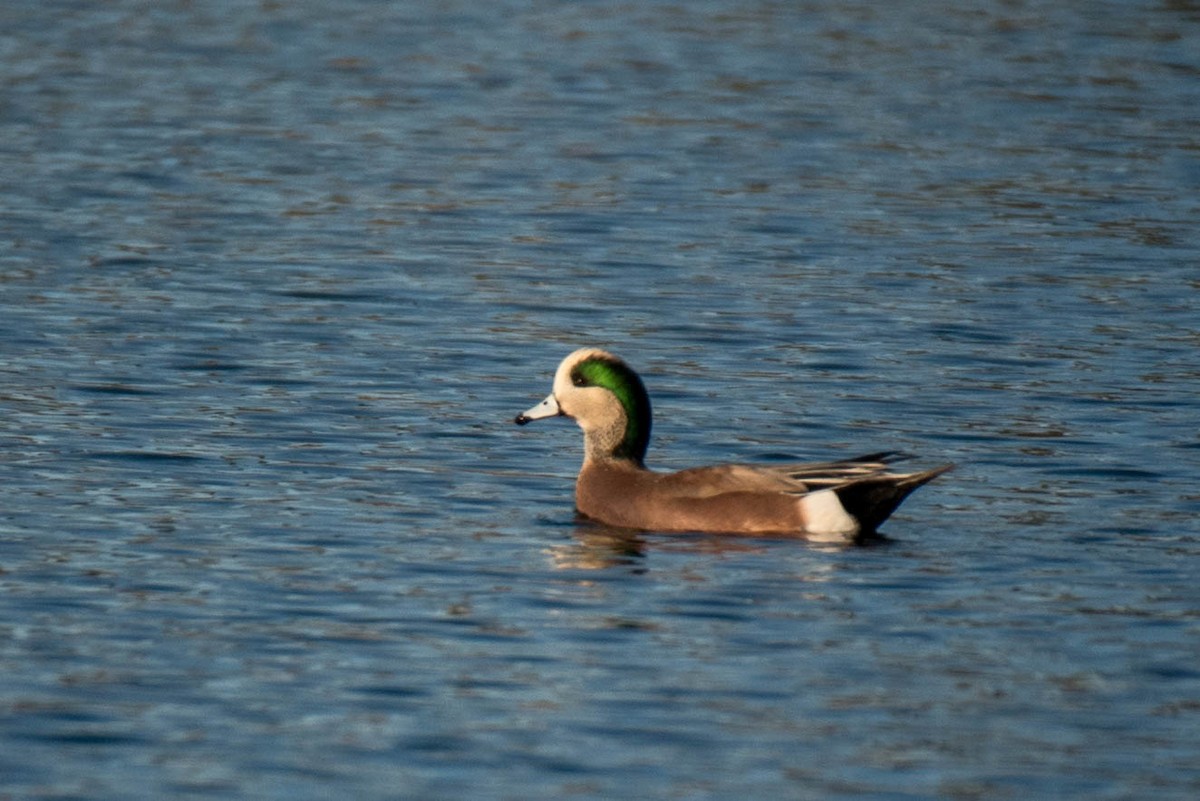 Canard d'Amérique - ML187533311