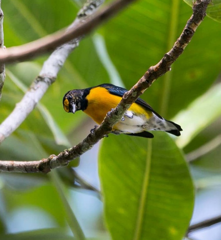 White-vented Euphonia - ML187533461