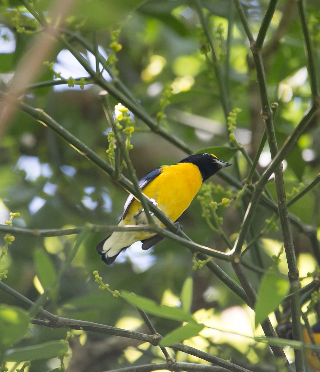 White-vented Euphonia - ML187533531