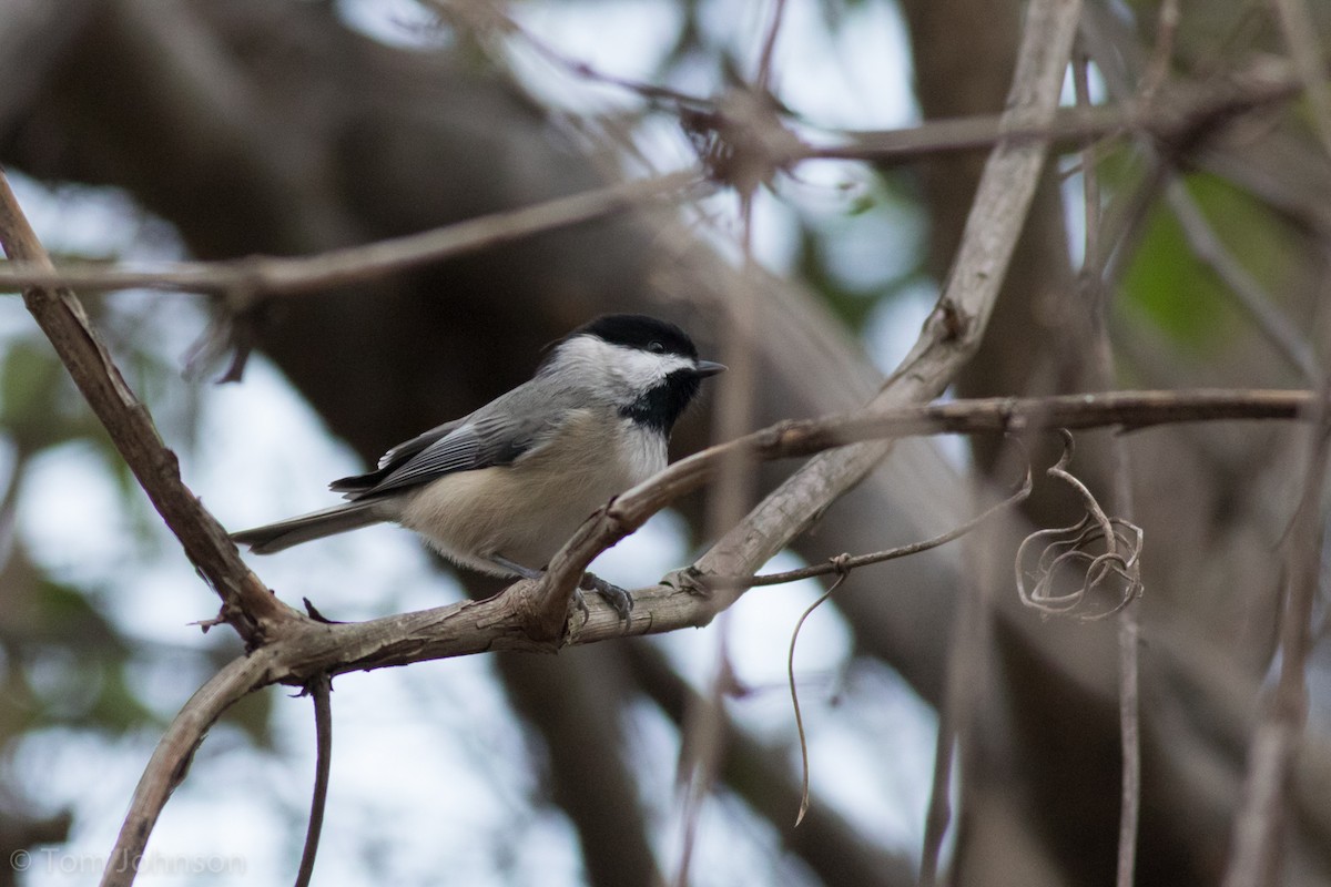 Carolina Chickadee - ML187533561