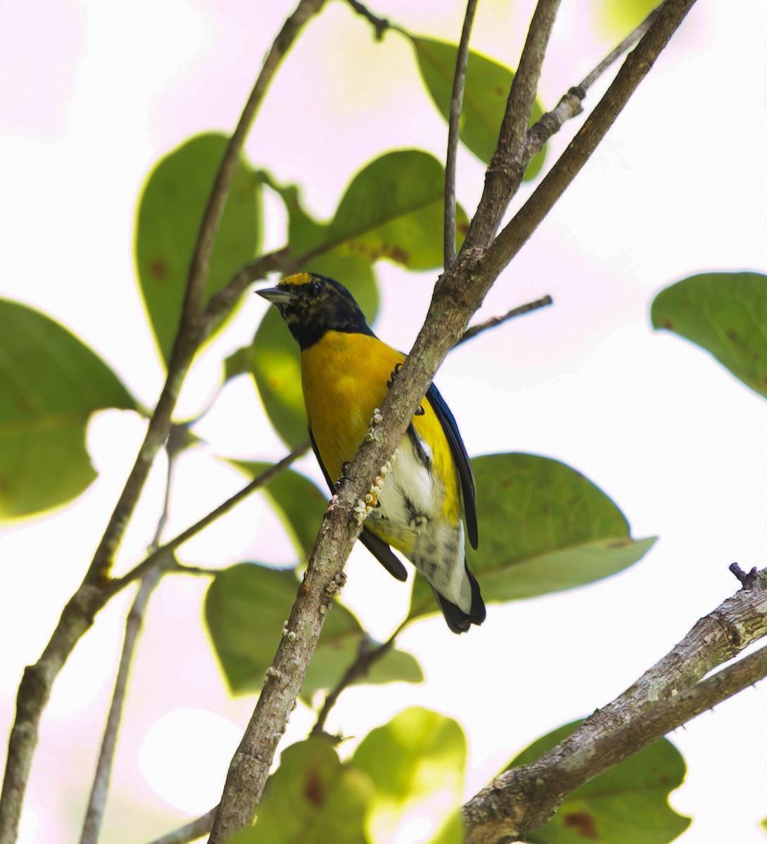 White-vented Euphonia - Isaias Morataya