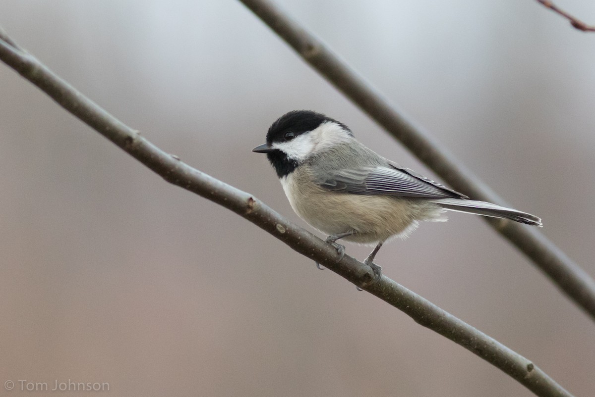 Carolina Chickadee - ML187533831