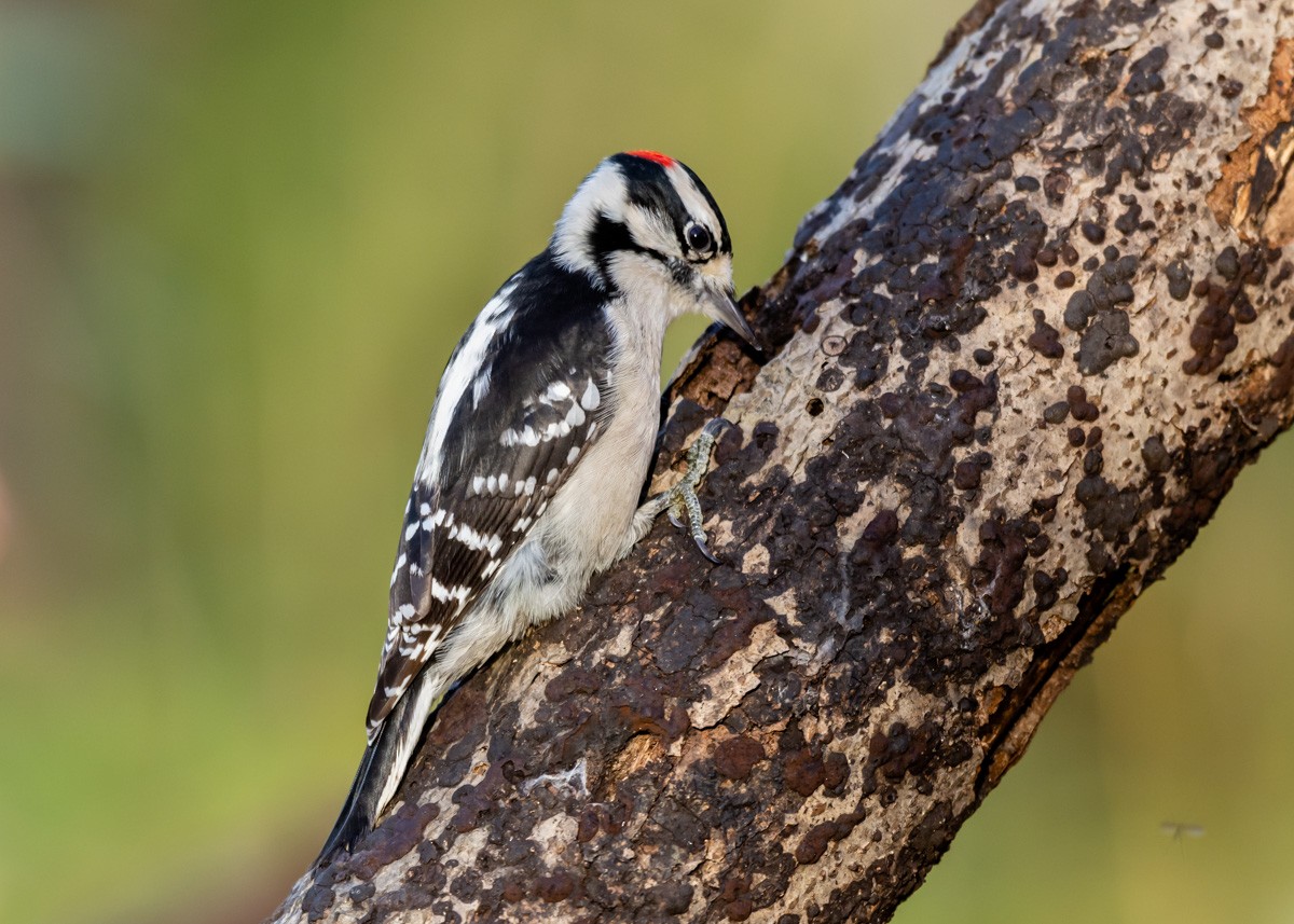 Downy Woodpecker - ML187535311