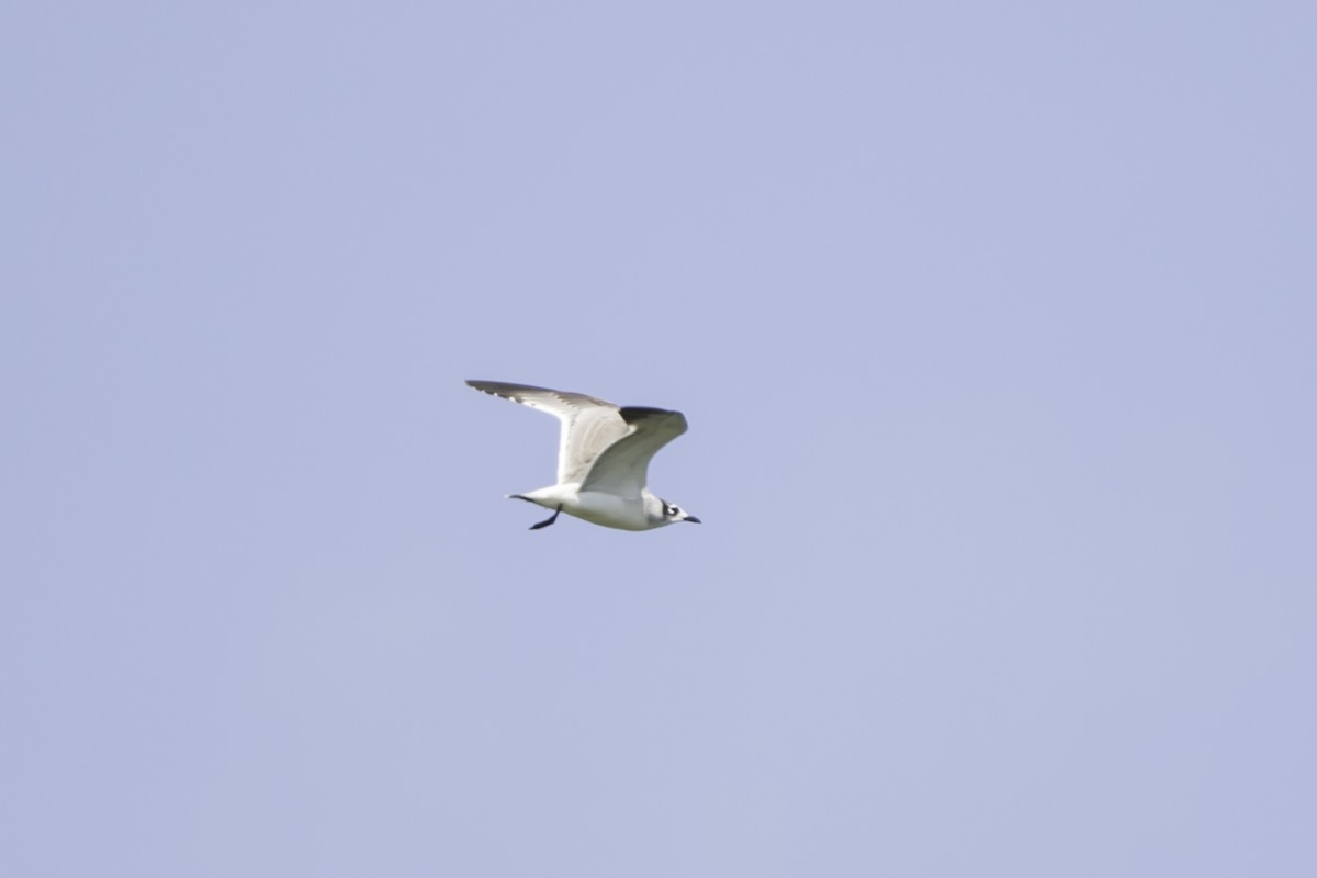 Franklin's Gull - ML187536581