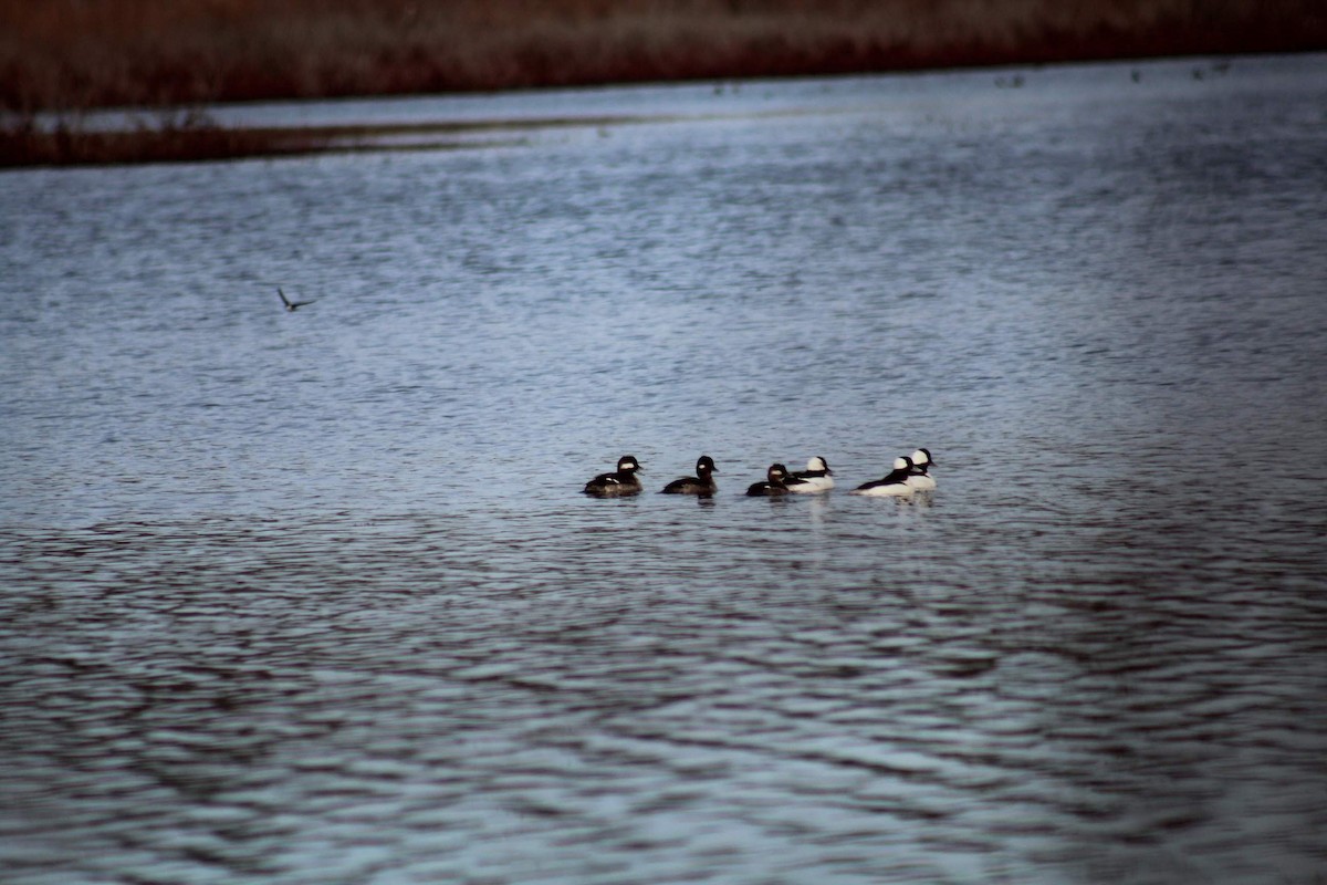 Bufflehead - ML187536651