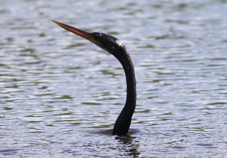 Amerika-Schlangenhalsvogel - ML187537381