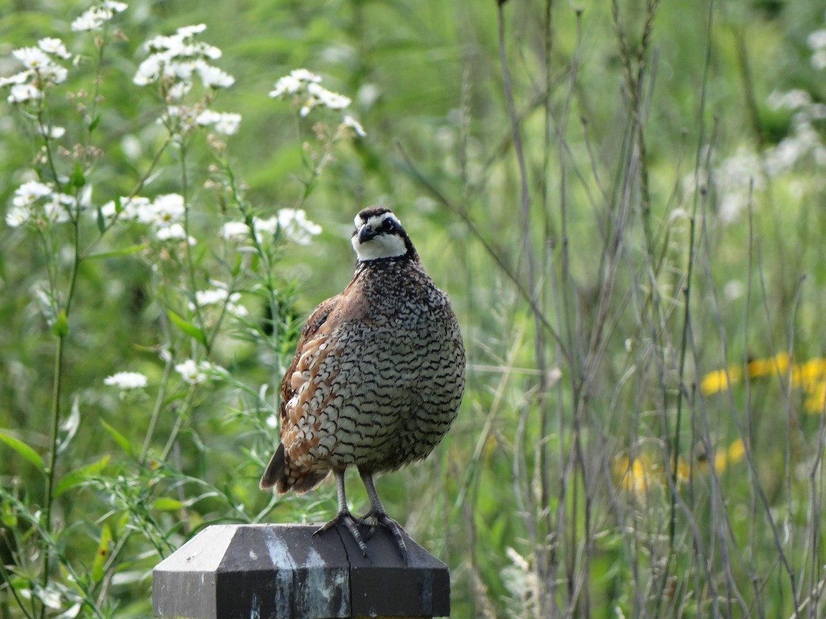 Northern Bobwhite - ML187537441