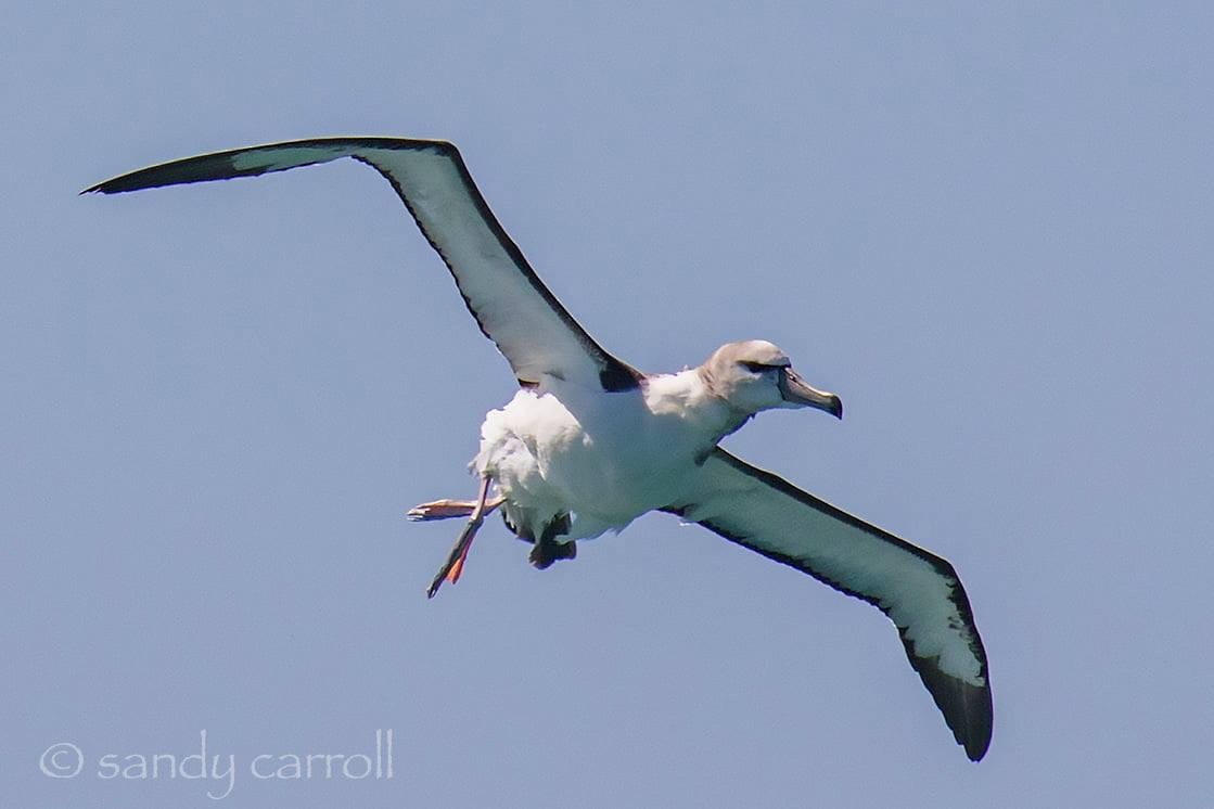 White-capped Albatross - ML187543761