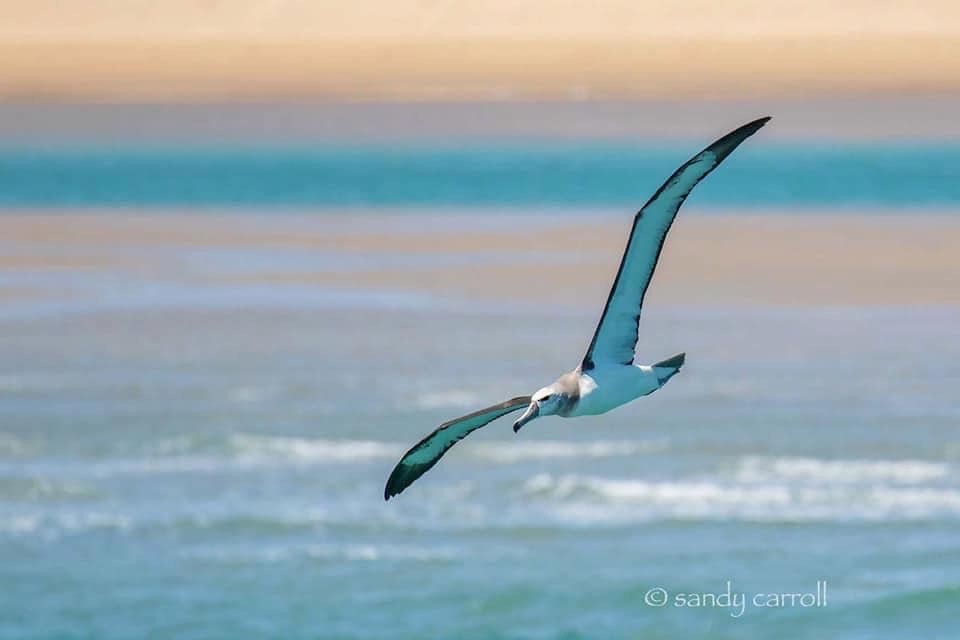 White-capped Albatross - ML187543771