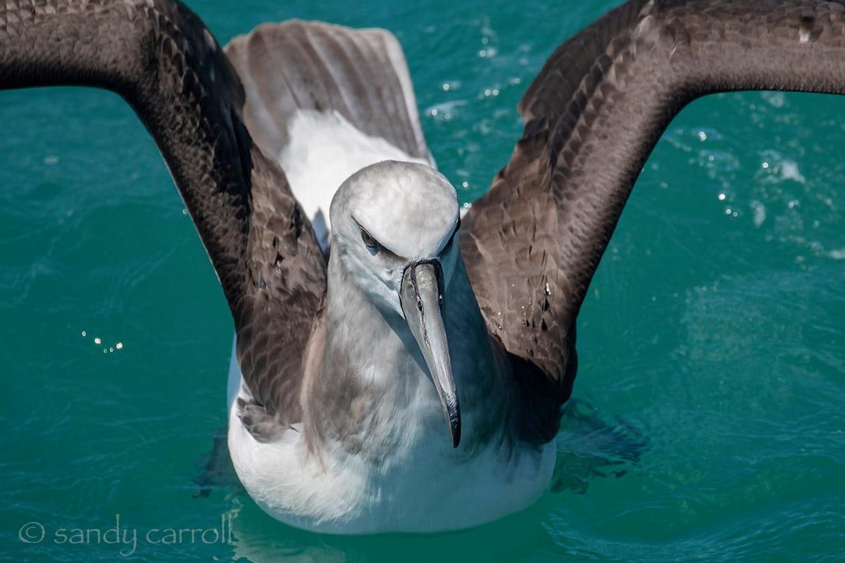 White-capped Albatross - ML187543791