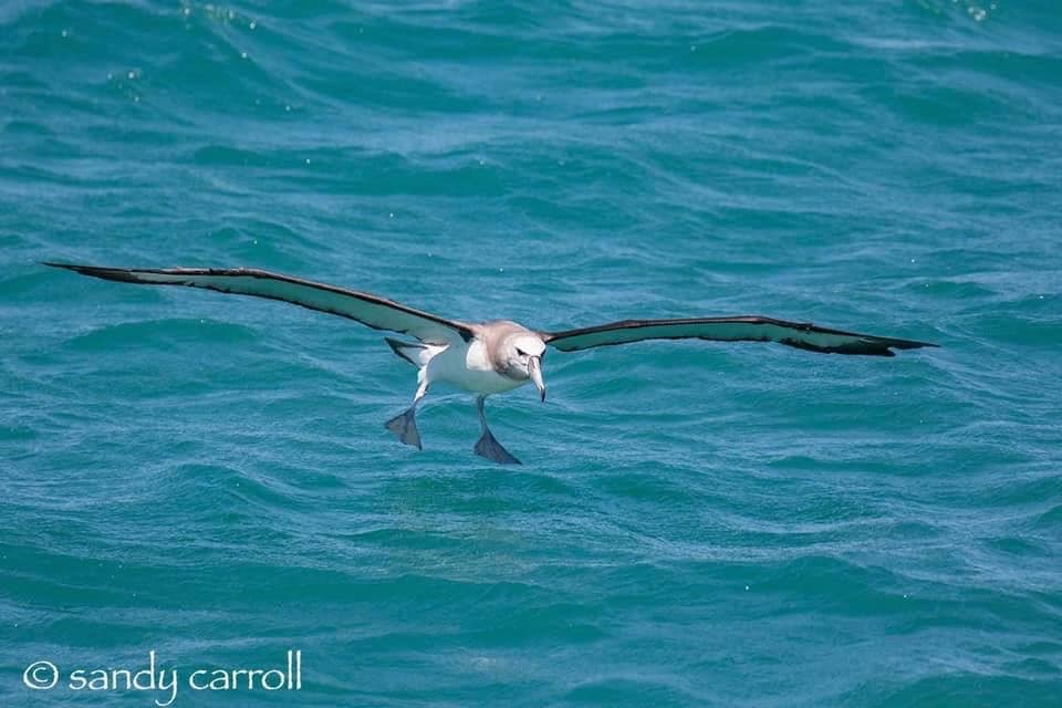 White-capped Albatross - ML187543801