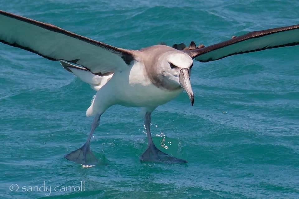 White-capped Albatross - ML187543821