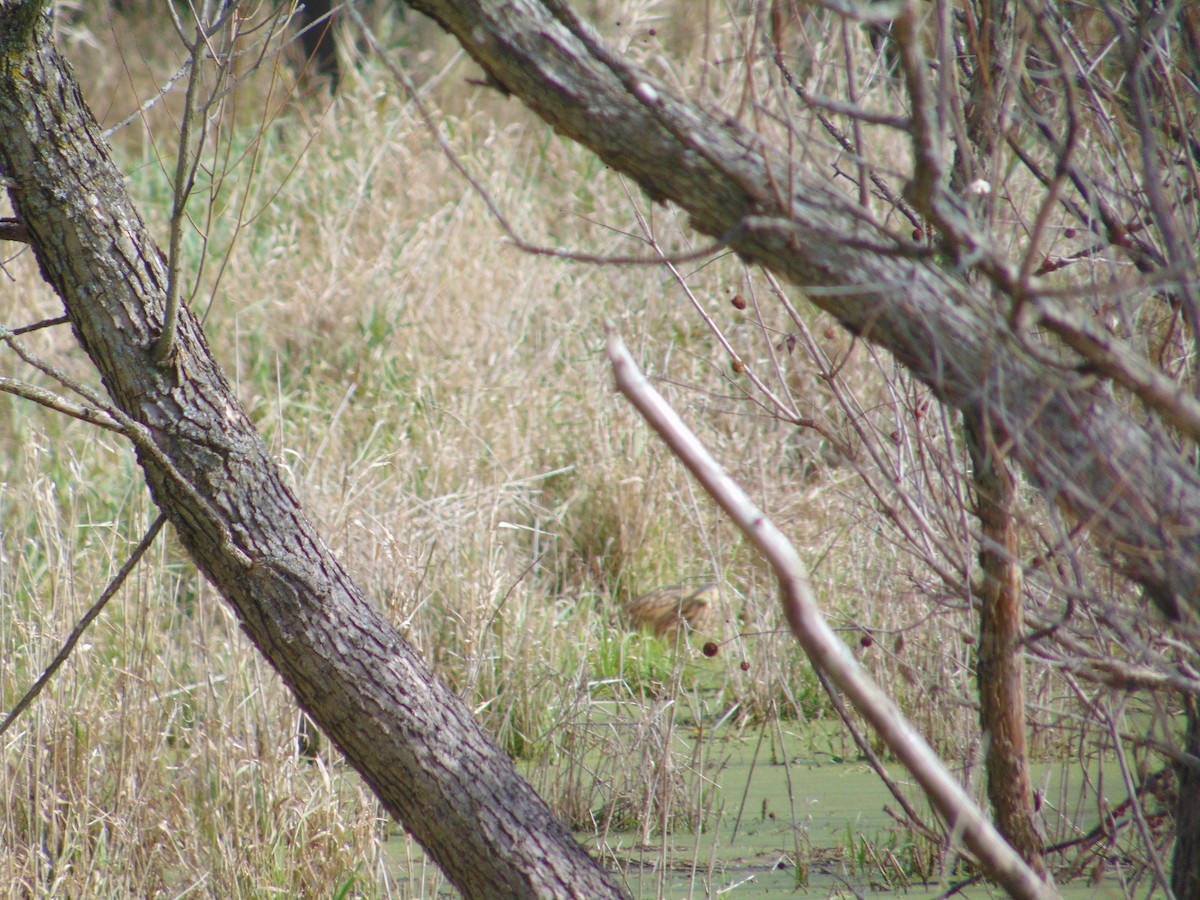 American Bittern - Nicholas Rosner