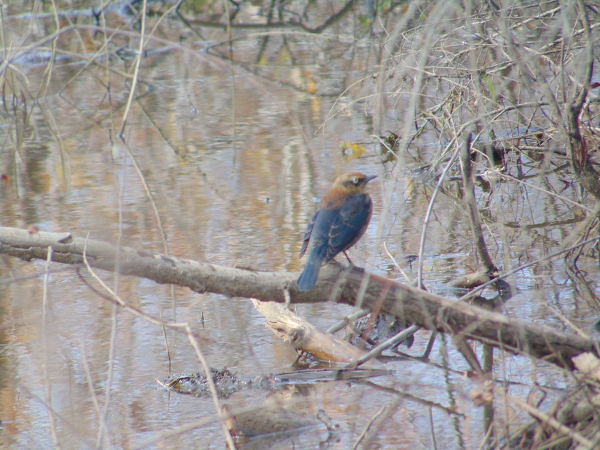Rusty Blackbird - ML187545001