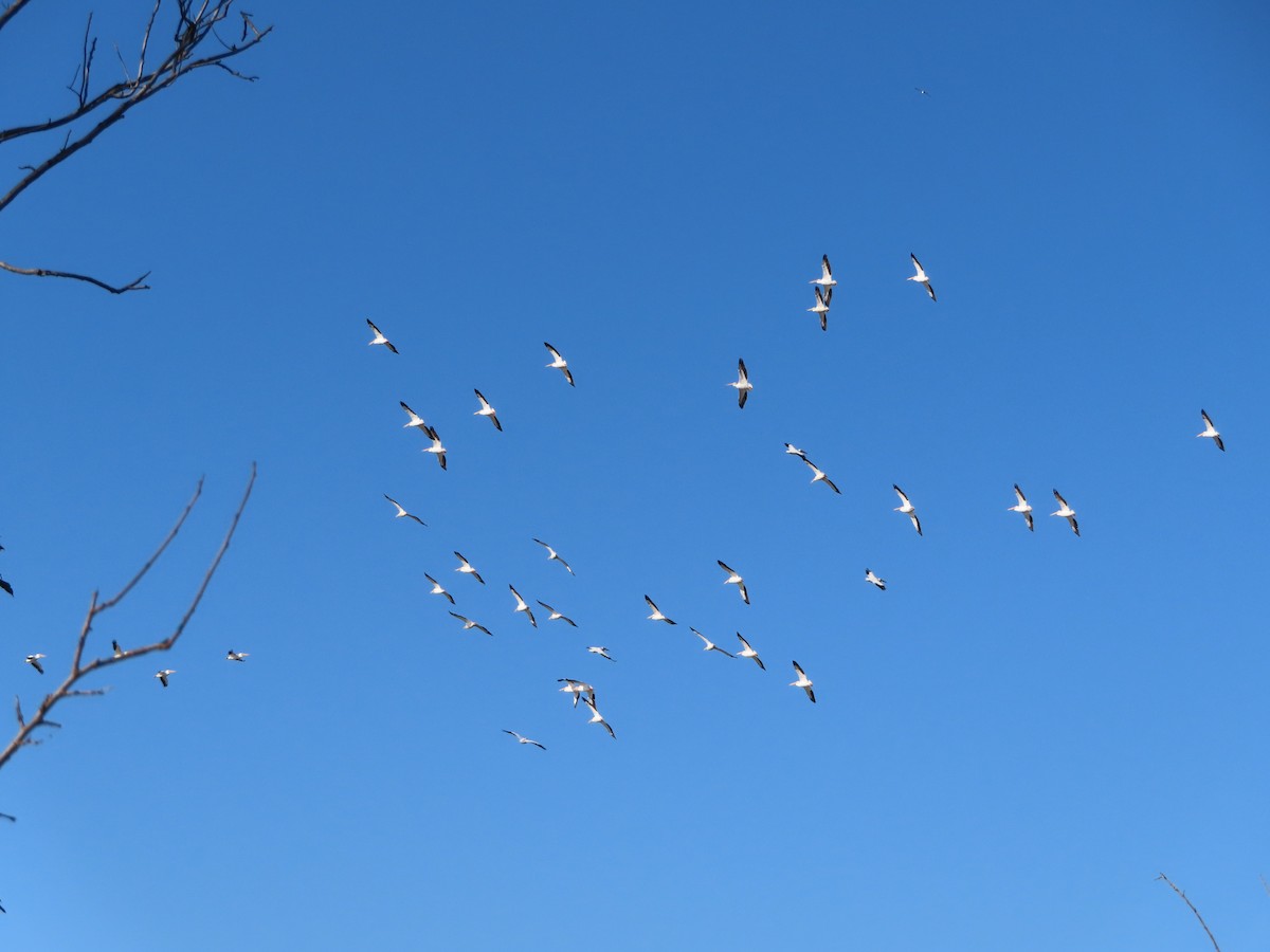 American White Pelican - Cindy & Gene Cunningham