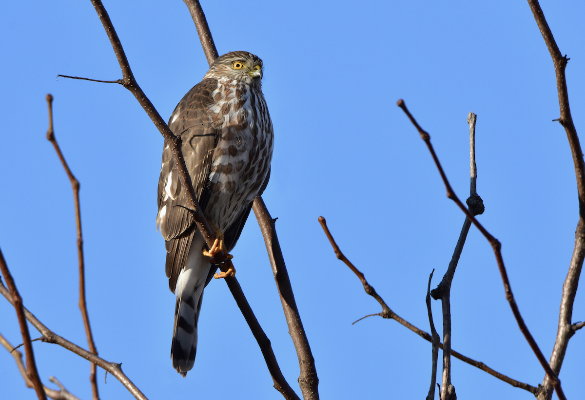 Sharp-shinned Hawk - Dean Hester