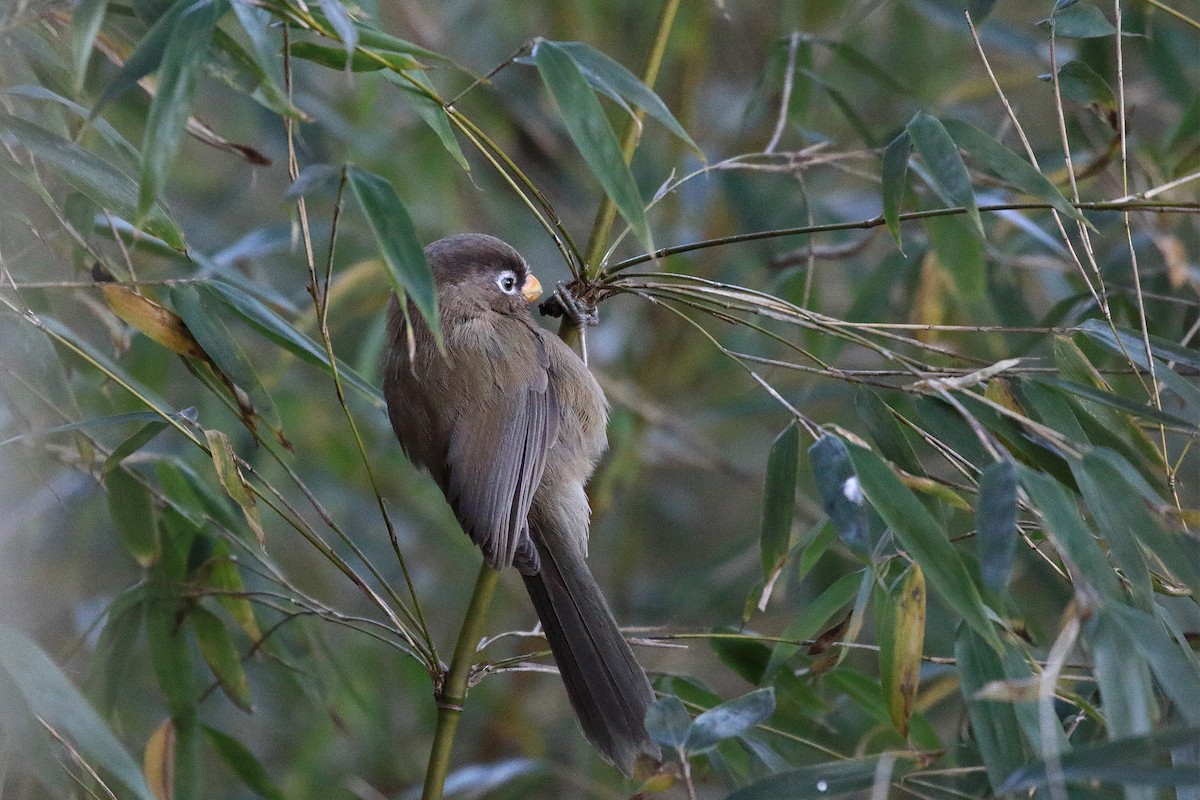 Three-toed Parrotbill - XianWei Meng