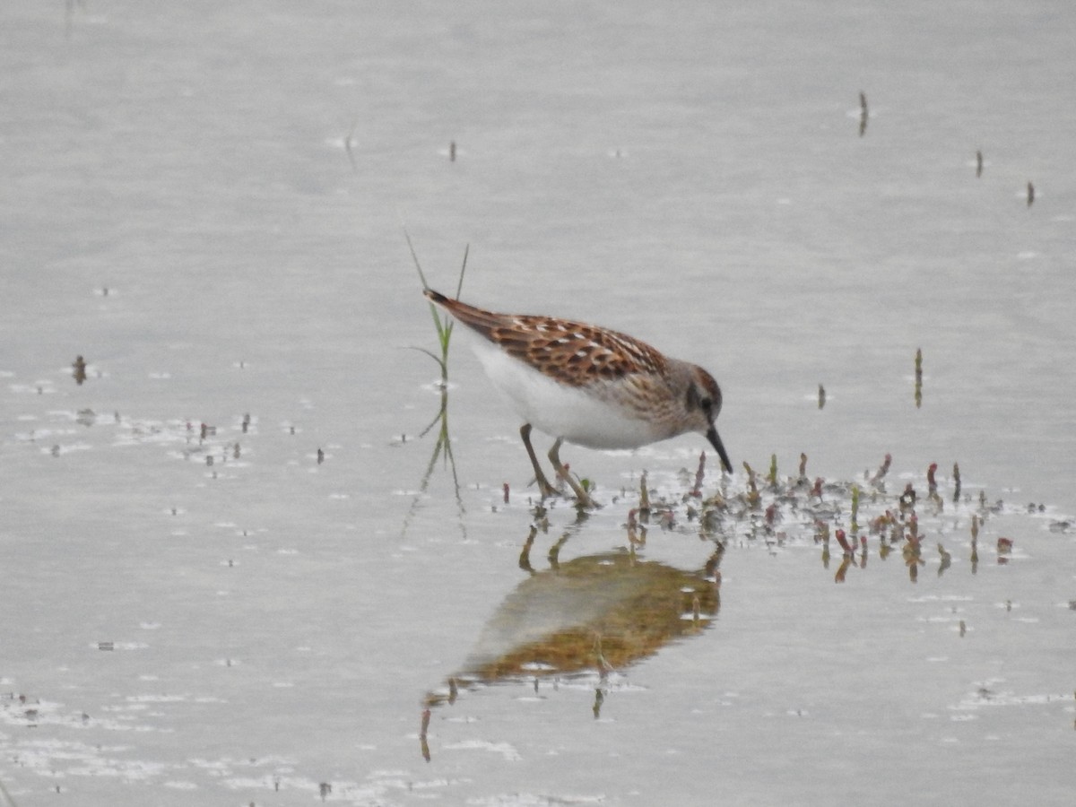 Least Sandpiper - ML187548281