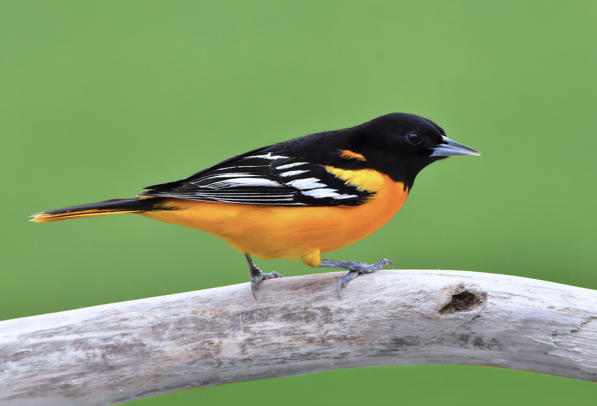 Baltimore Oriole - ML187549211