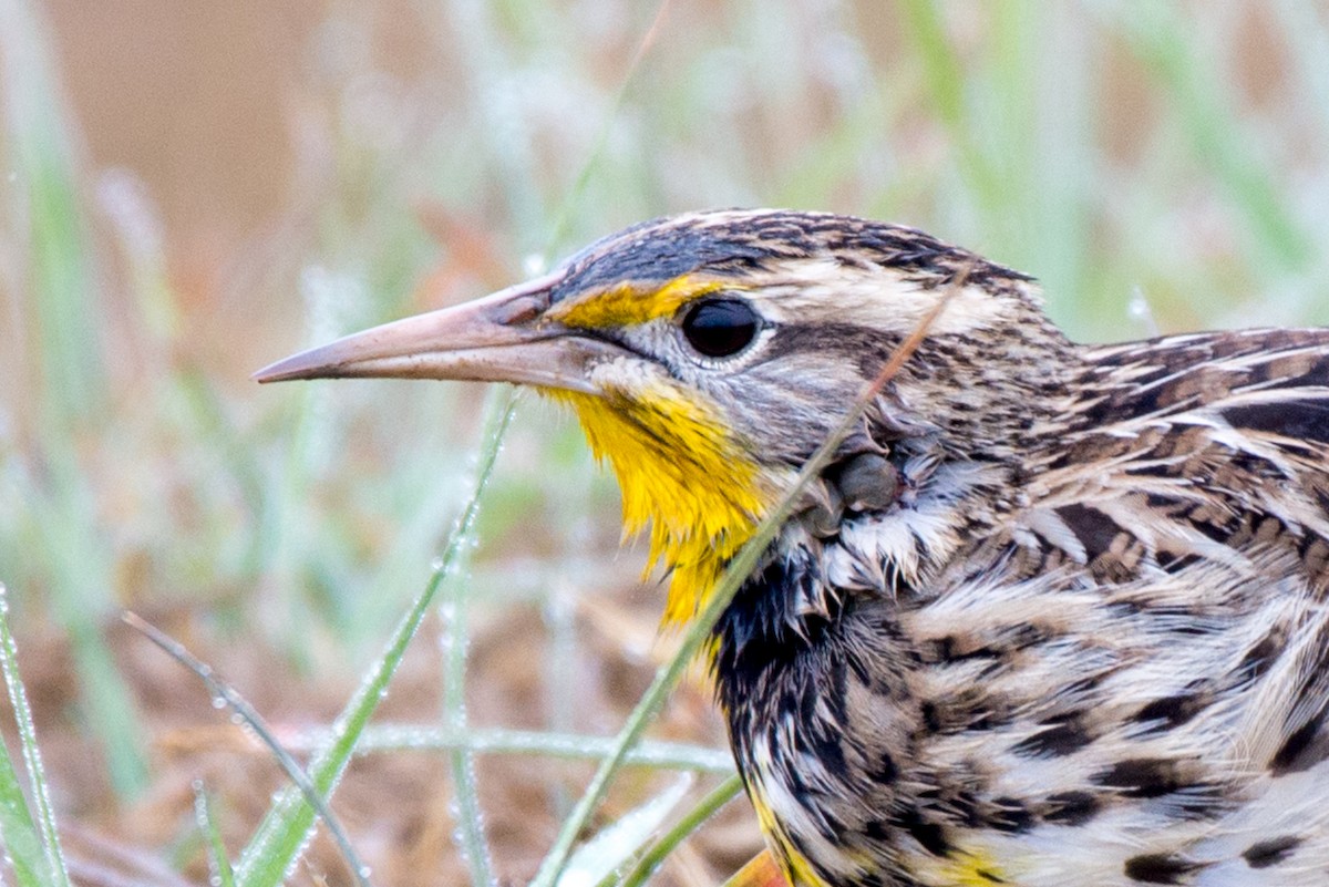 Western Meadowlark - ML187550841