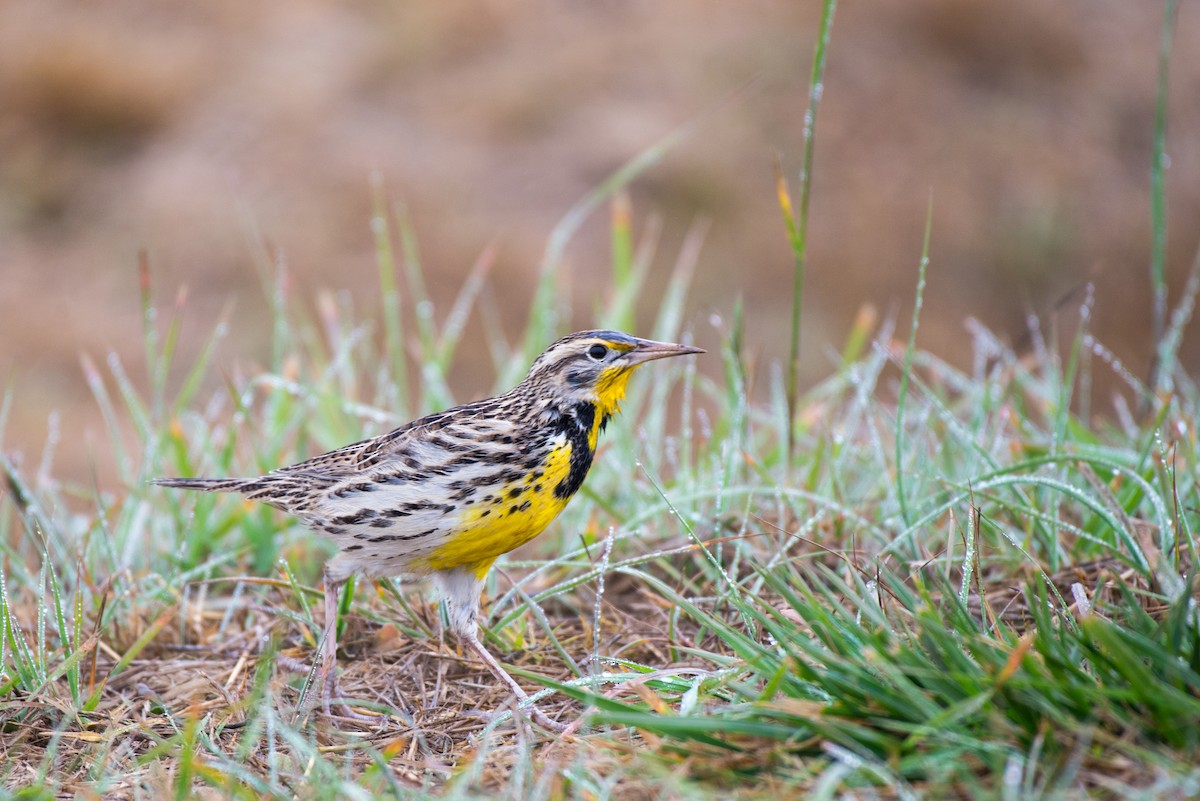 Western Meadowlark - ML187550891