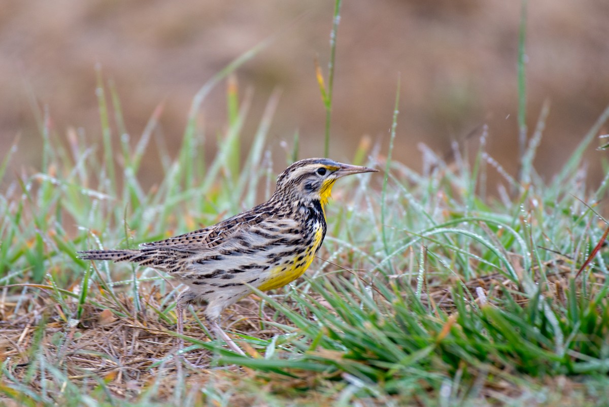 Western Meadowlark - ML187550901