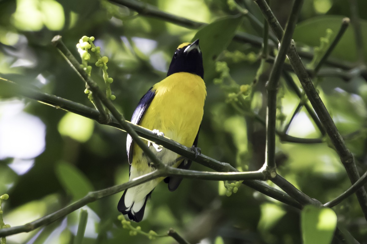 White-vented Euphonia - ML187551901