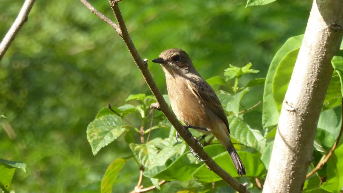 Pied Bushchat - ML187552201