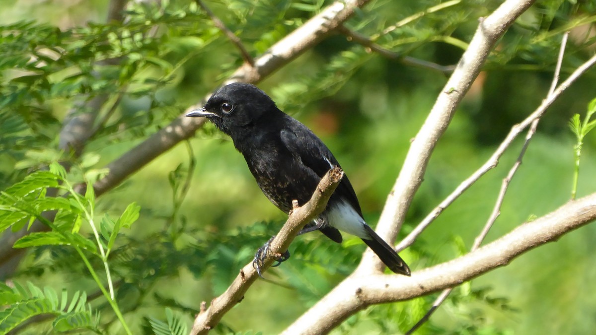 Pied Bushchat - ML187552251