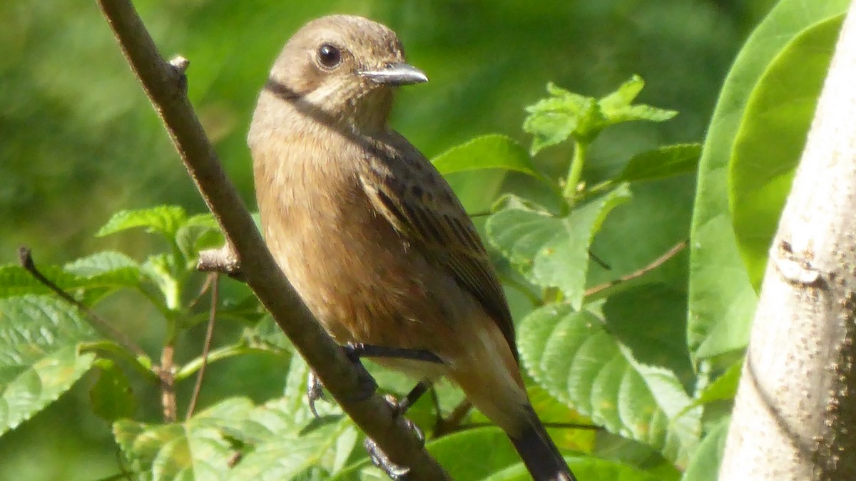 Pied Bushchat - ML187552281