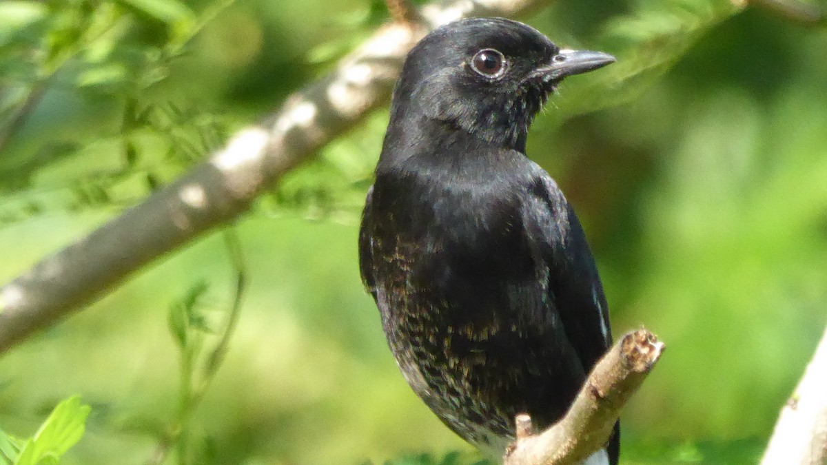 Pied Bushchat - ML187552331
