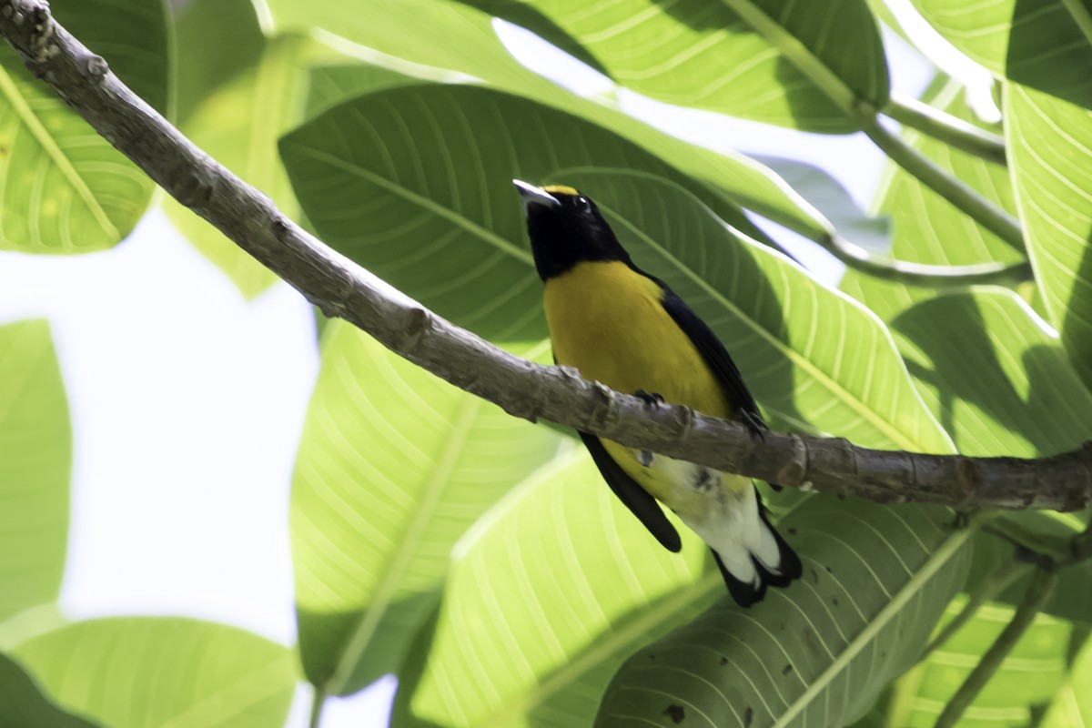 White-vented Euphonia - ML187552611