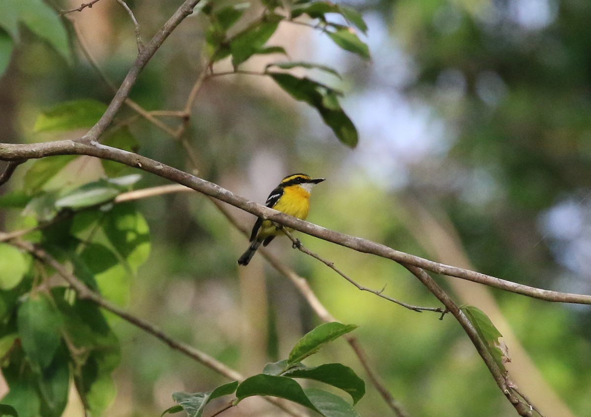 Monarca Piquiplano Pechiamarillo - ML187552951