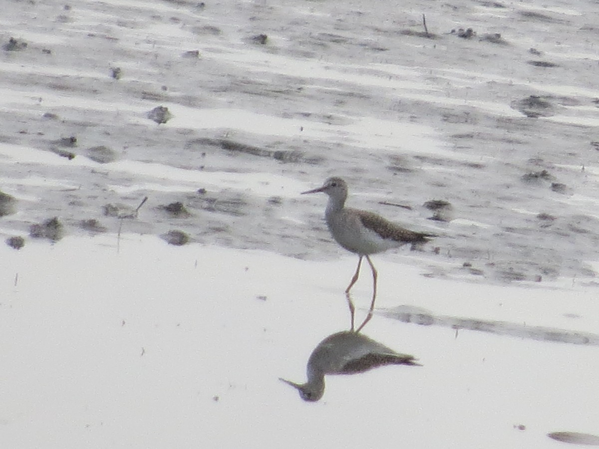 Lesser Yellowlegs - ML187554131