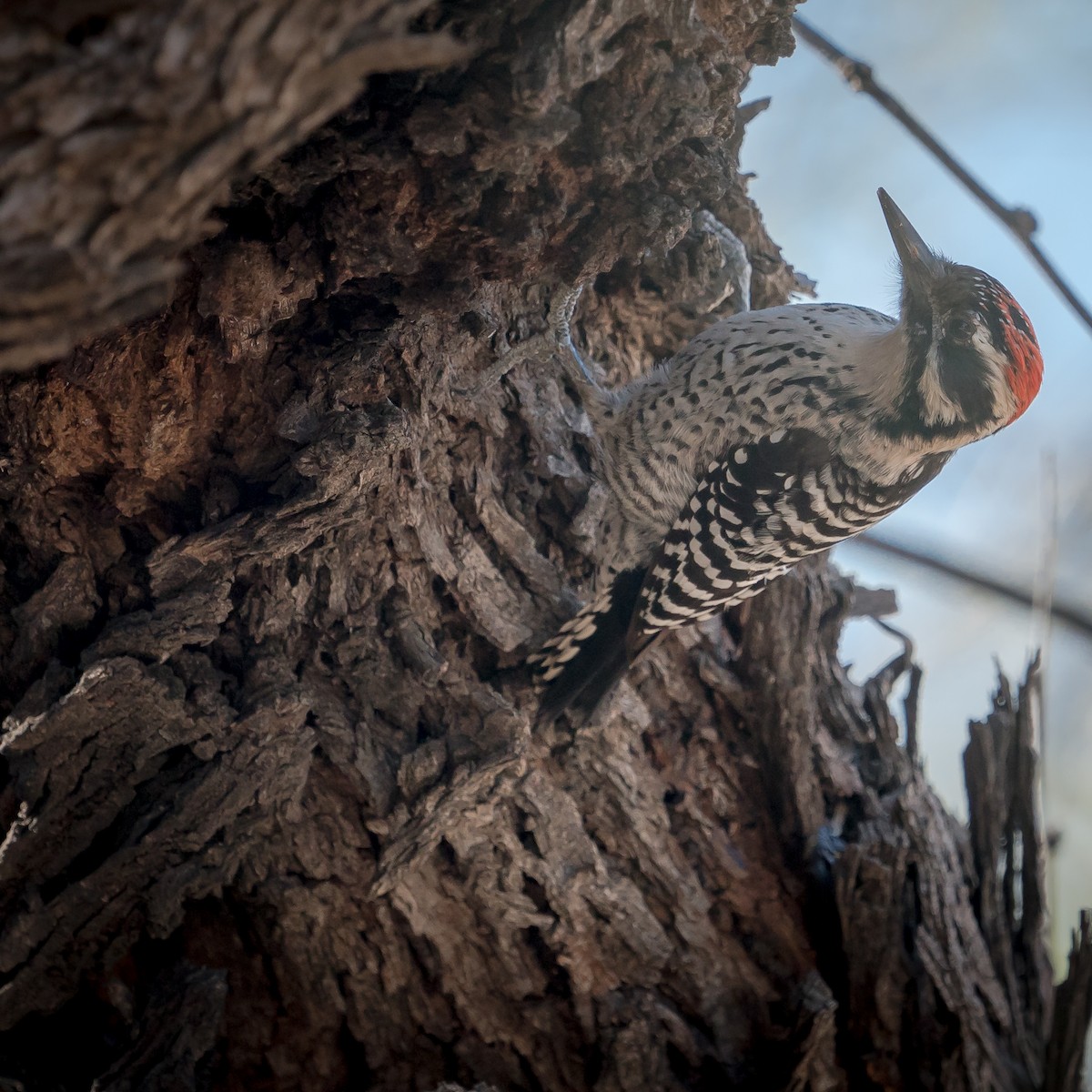 Ladder-backed Woodpecker - Paul LaFrance