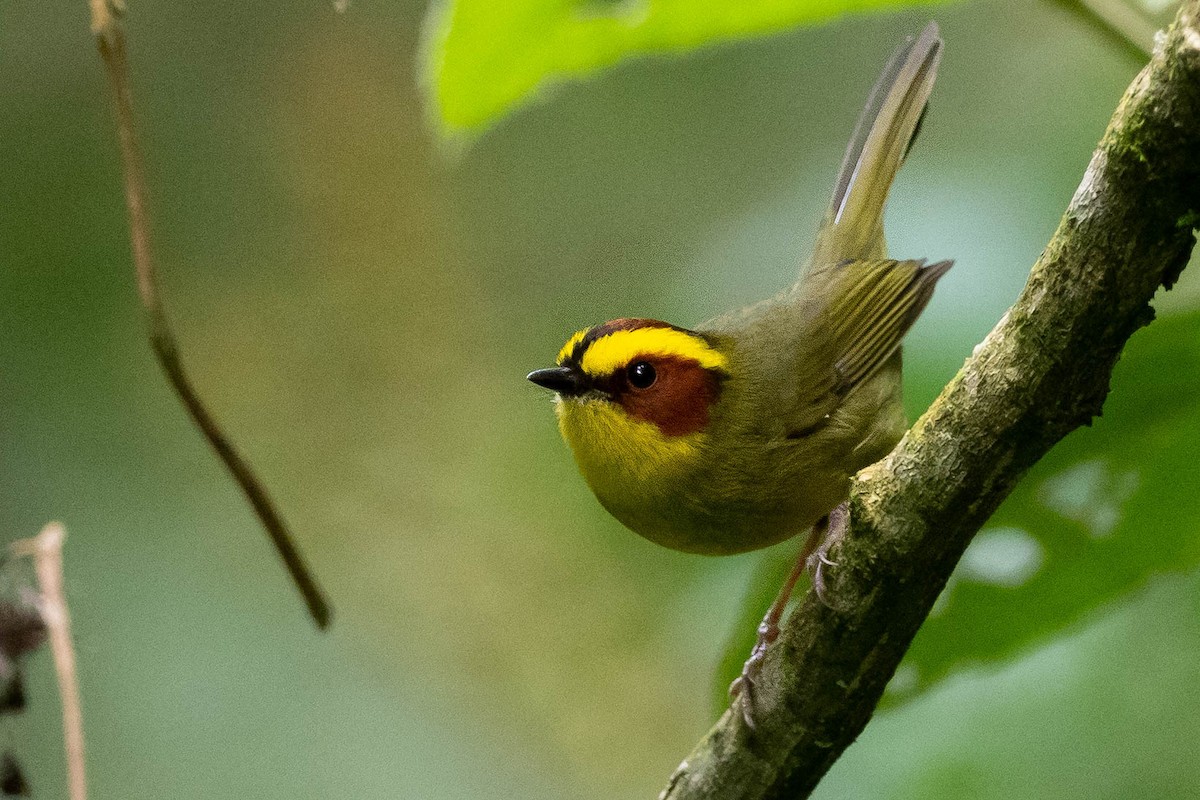 Golden-browed Warbler - ML187556721